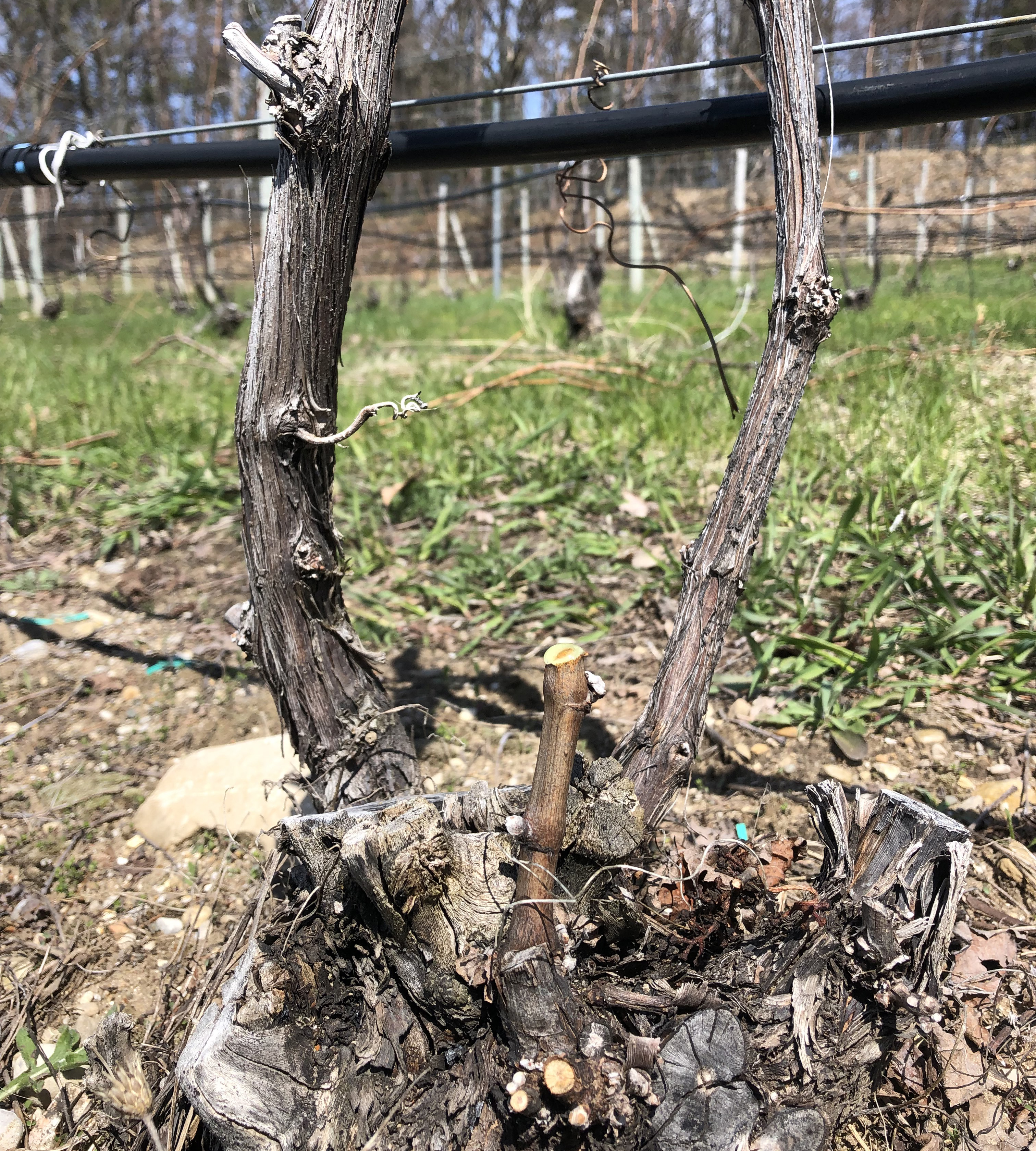 Cabernet franc spur